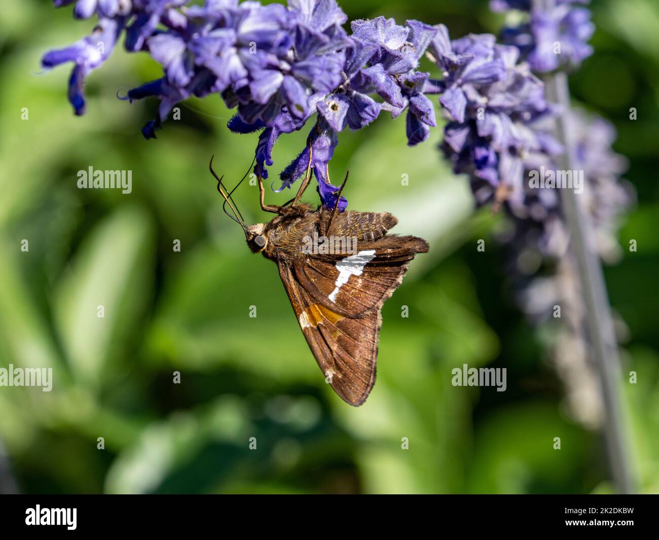 Ein Silberfleckiger Skipper-Schmetterling, Epargyreus clarus, ernährt sich von violetten Blumen in einem Park in Black River Falls, Wisconsin. Stockfoto