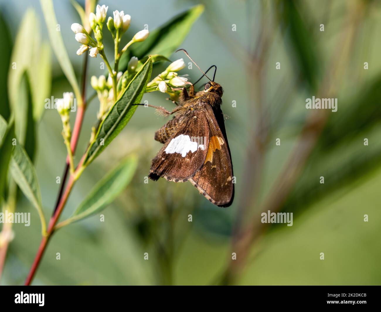 Ein Silberfleckiger Skipper-Schmetterling, Epargyreus clarus, ernährt sich von violetten Blumen in einem Park in Black River Falls, Wisconsin. Stockfoto