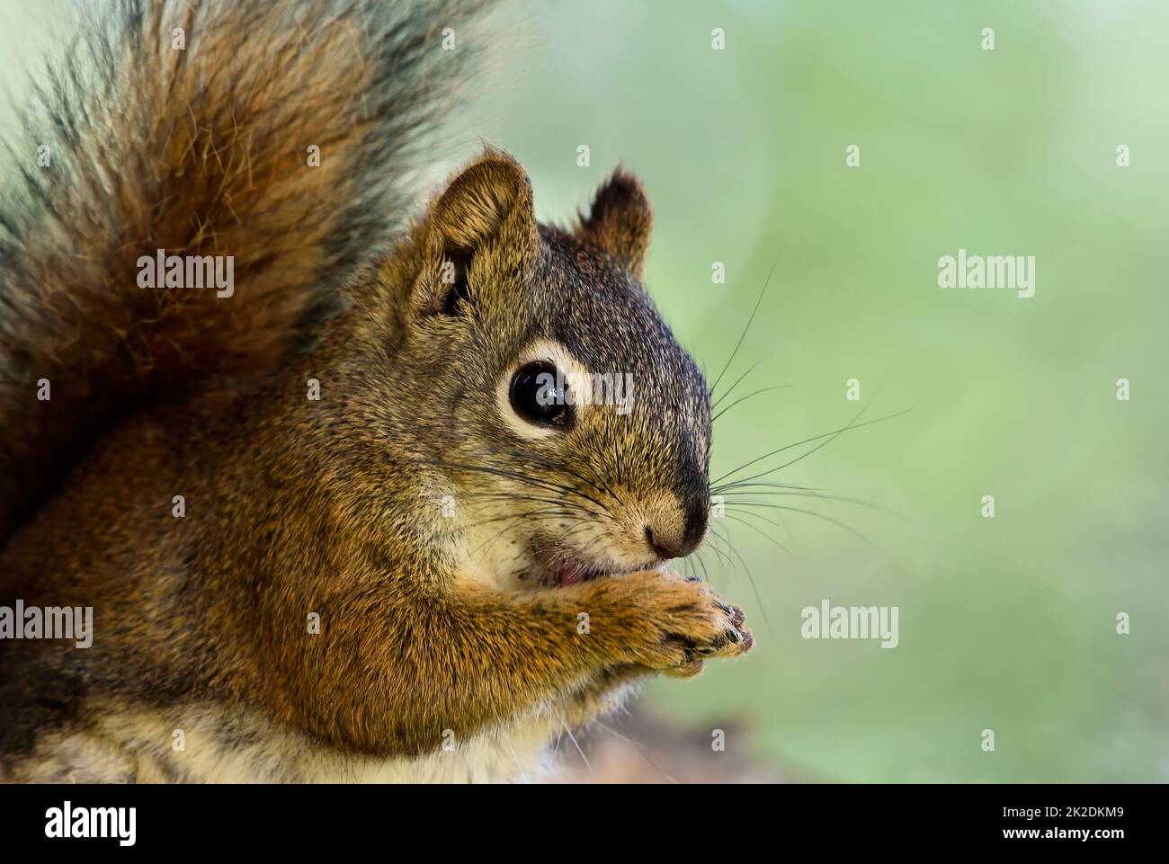 Ein Porträt eines wilden roten Eichhörnchens ' Tamiasciurus hudsonicus', das seine Pfoten leckt. Stockfoto