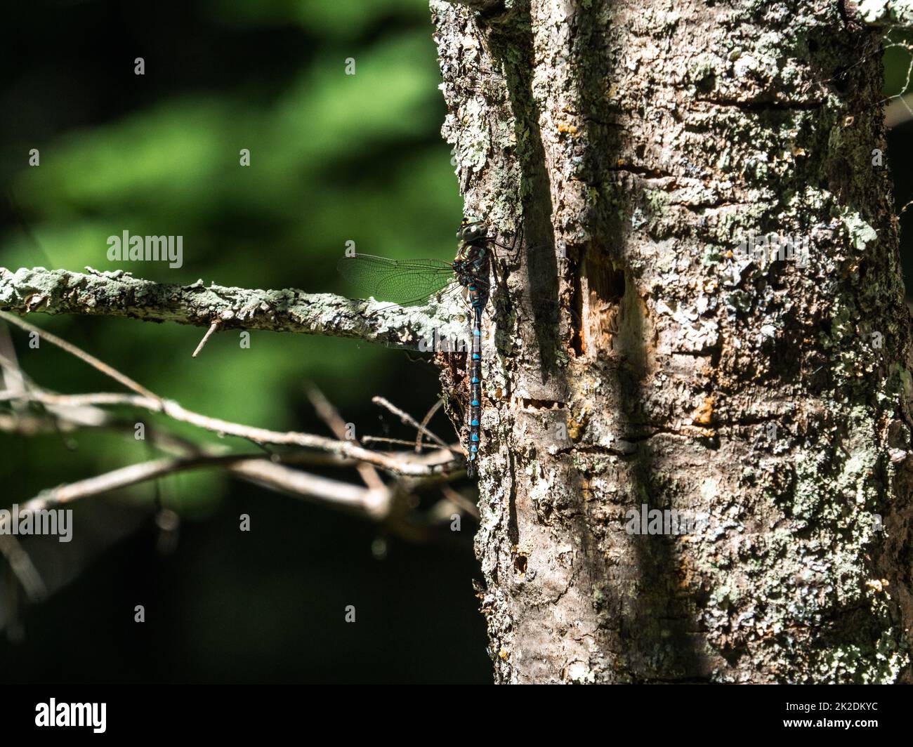 Canada Darner Dragonfly, Aeshna canadensis, thront auf einem Baum im Fish Hatchery Trail County Park, Hayward, Wisconsin. Stockfoto