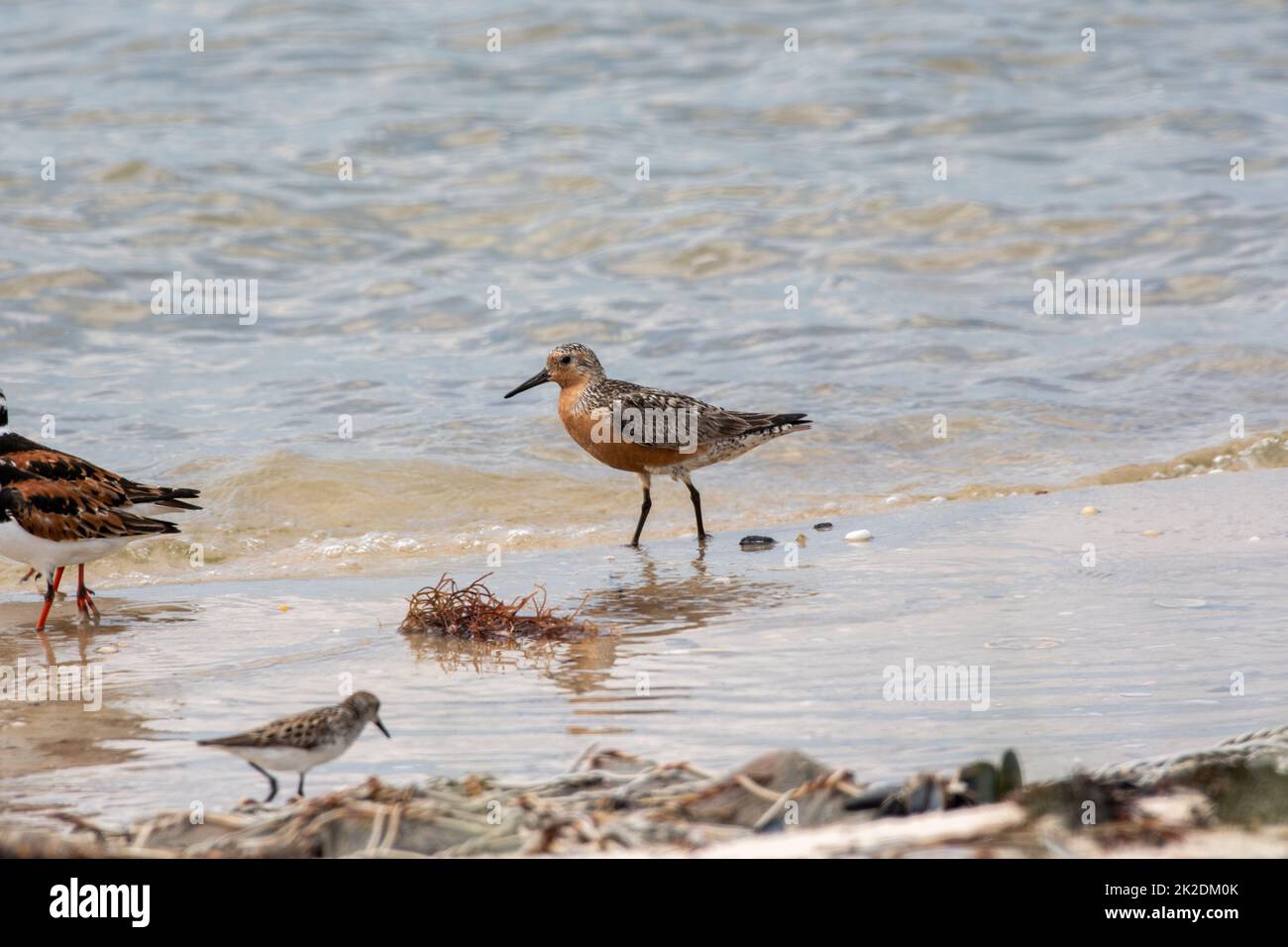 Red Knot (Calidris canutus) steht am Ufer des Tiana Beach, Hampton Bays, Long Island, New York Stockfoto