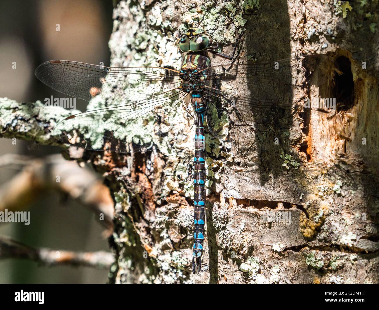 Canada Darner Dragonfly, Aeshna canadensis, thront auf einem Baum im Fish Hatchery Trail County Park, Hayward, Wisconsin. Stockfoto