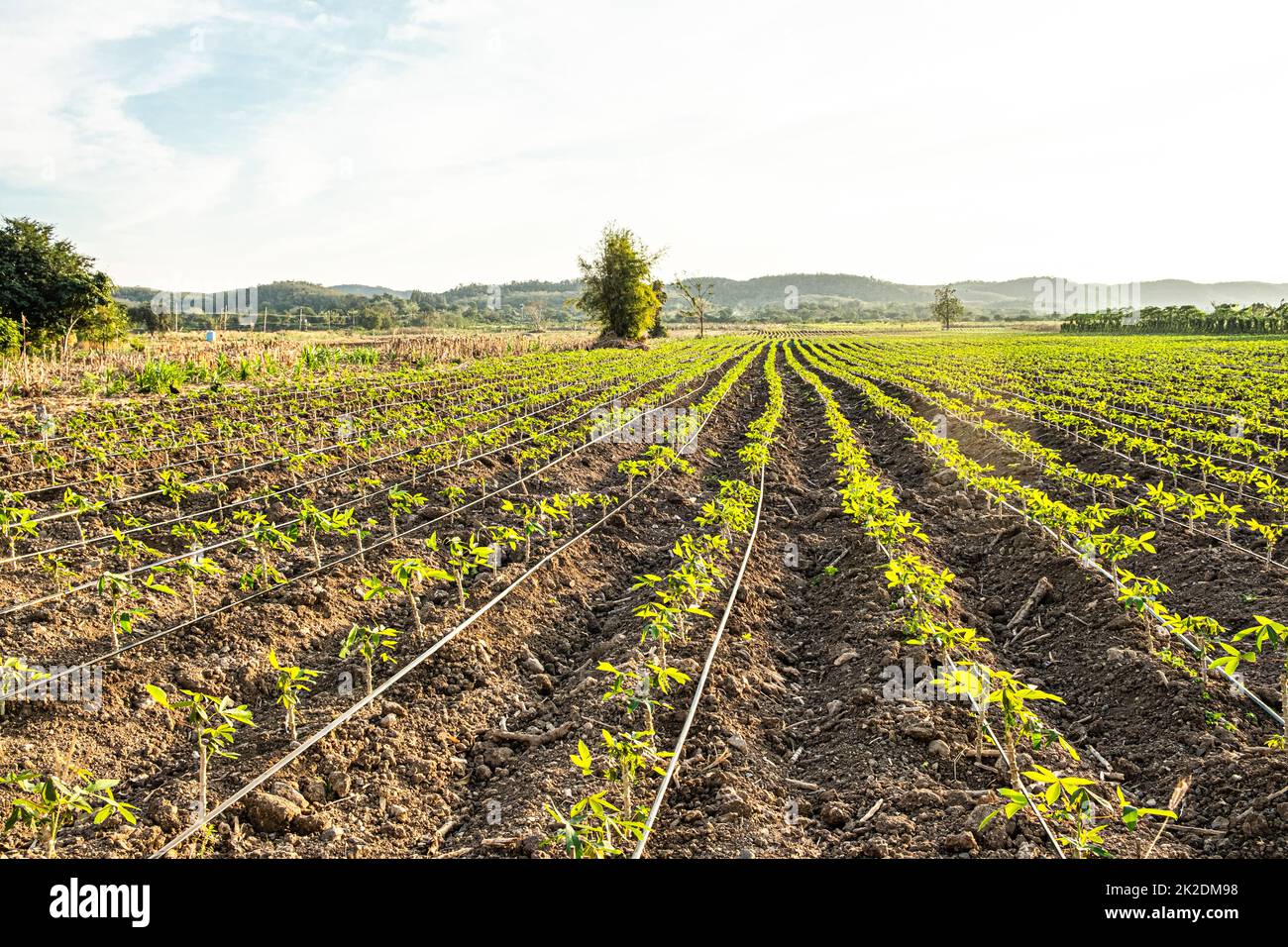 Salat Landwirtschaft Bauernhof Natur Landschaft mit Berg auf dem Hintergrund Stockfoto