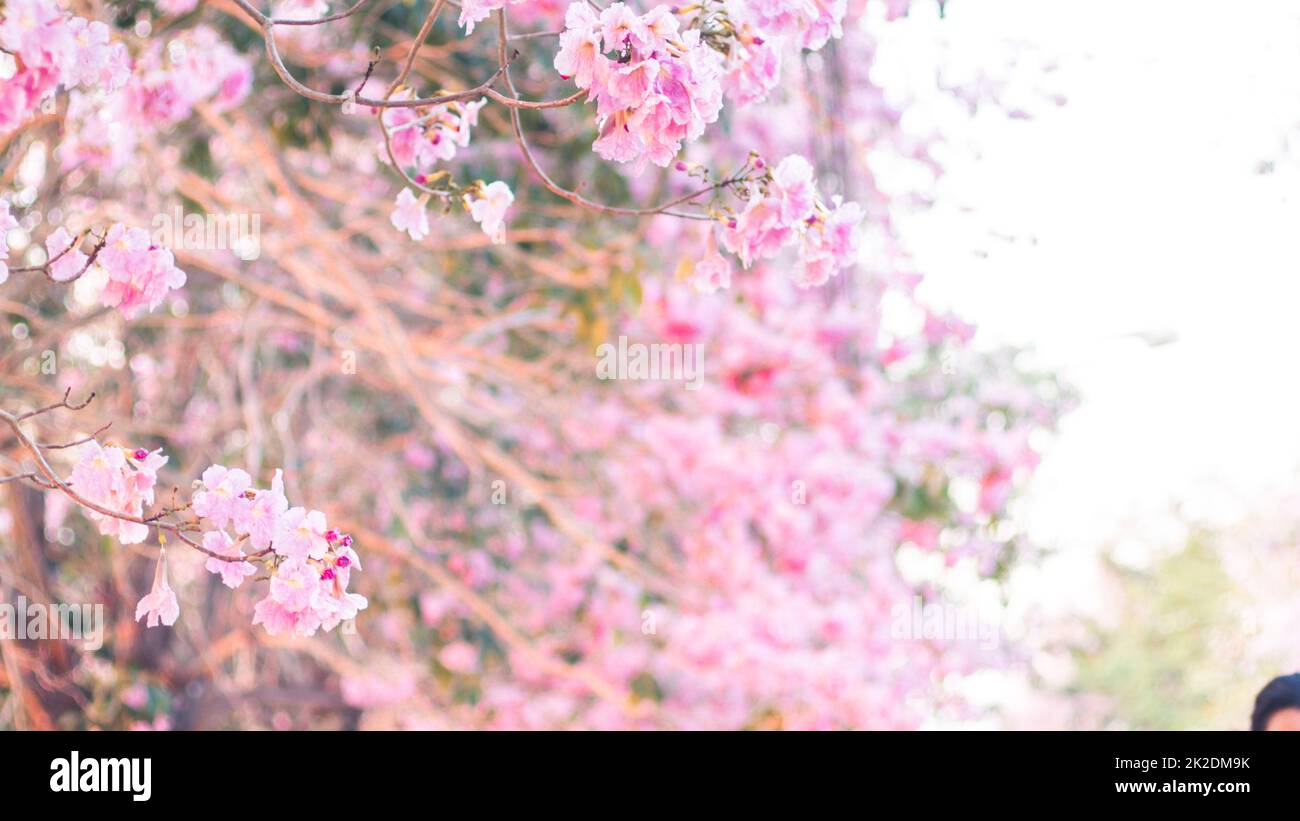 Selektiver Fokus von rosa Blüten in der Blüte. Bester Frühling Hintergrund Stockfoto