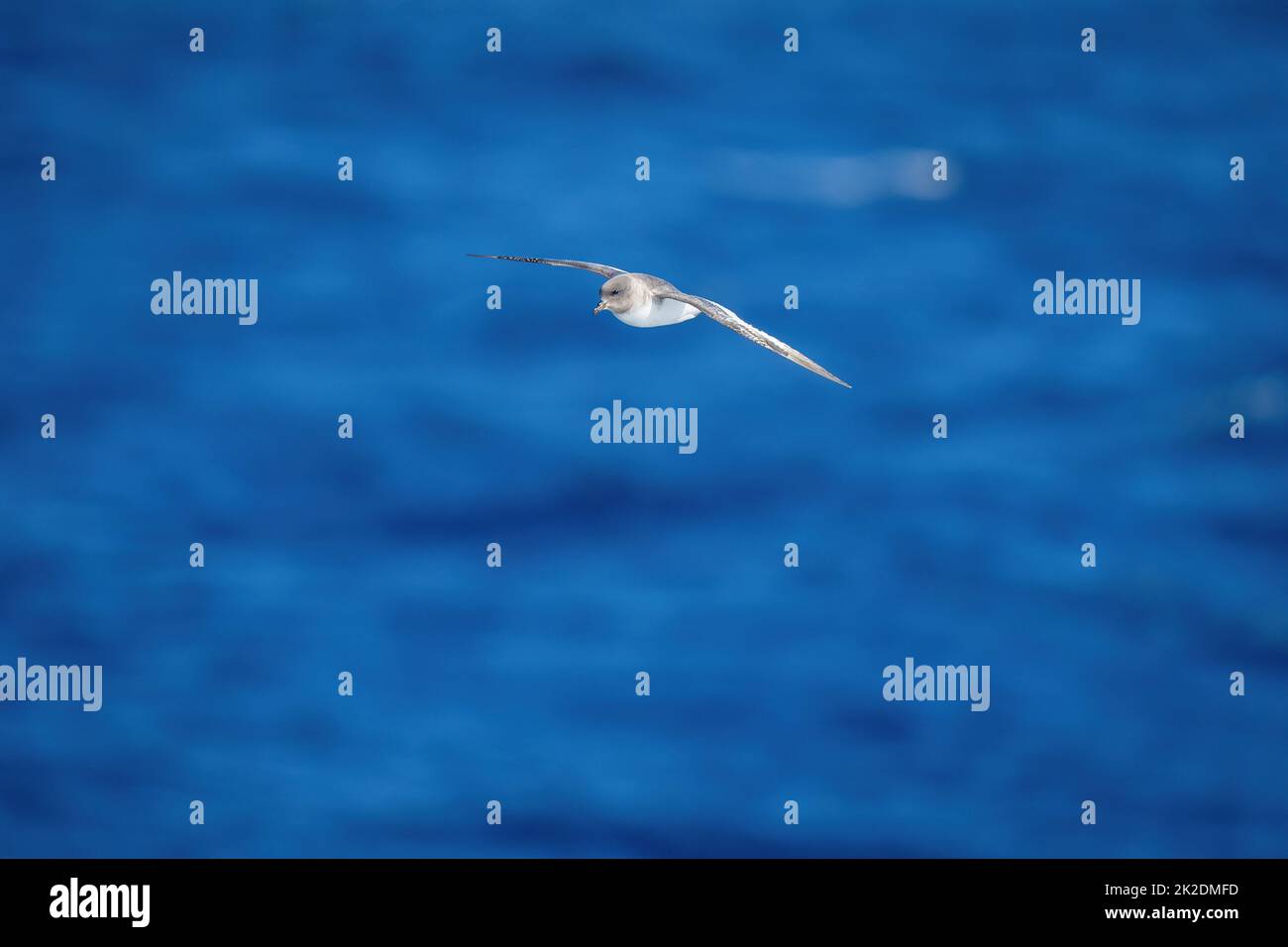 Antarktischer Sturmläufer gleitet über die sich ausbreitenden Flügel des Ozeans Stockfoto