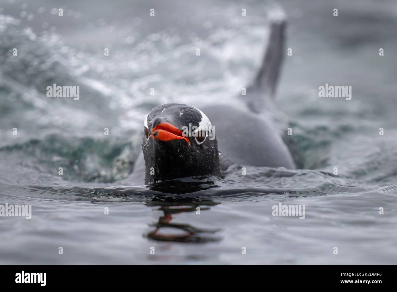 Gentoo-Pinguin schwimmt im Meer in Richtung Kamera Stockfoto