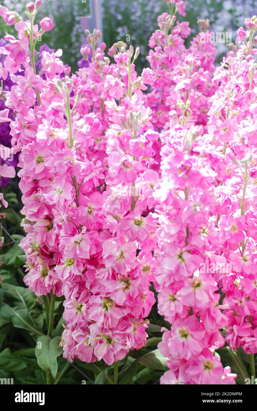 Matthiola-Incana-Blume, Blumen streicheln, Schnittblumen im Kinderzimmer, volle Blüte Stockfoto