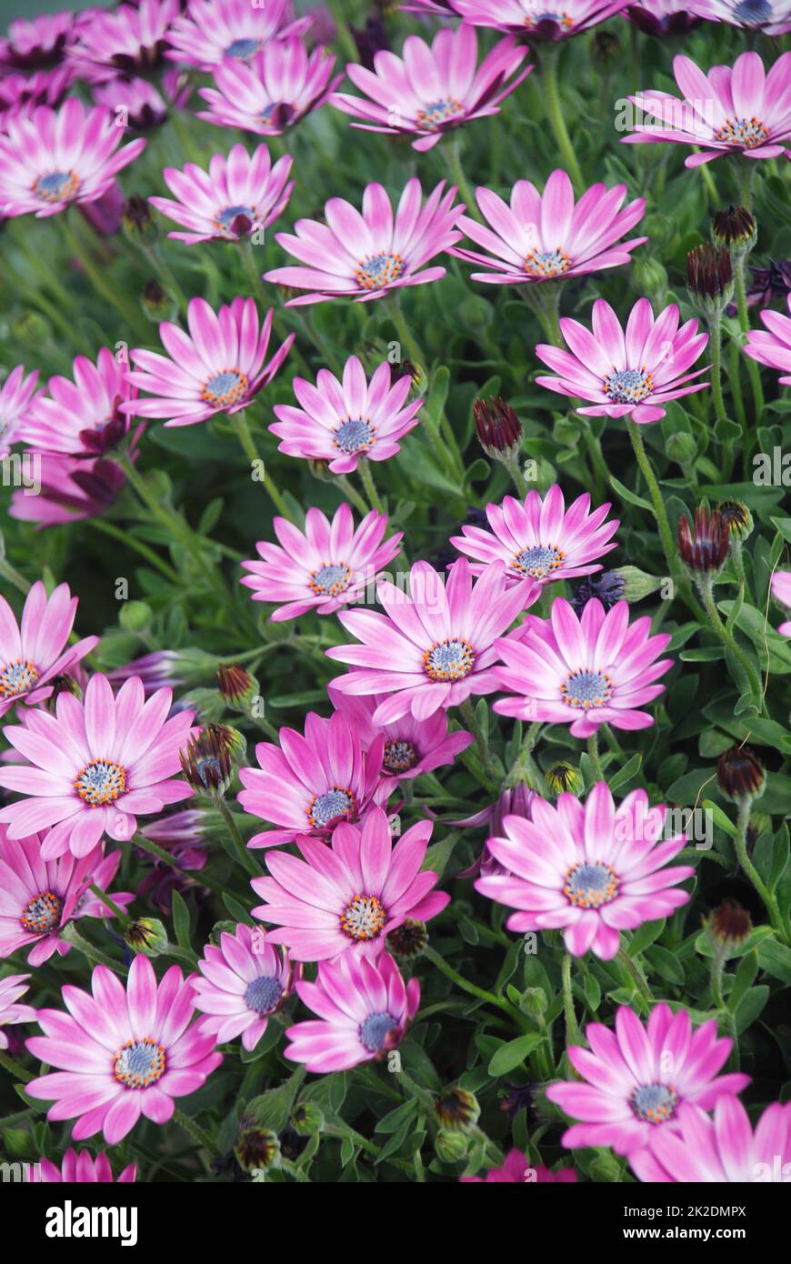 Hellviolette osteospermum- oder Dimorphotheca-Blumen, violette Blumen Stockfoto