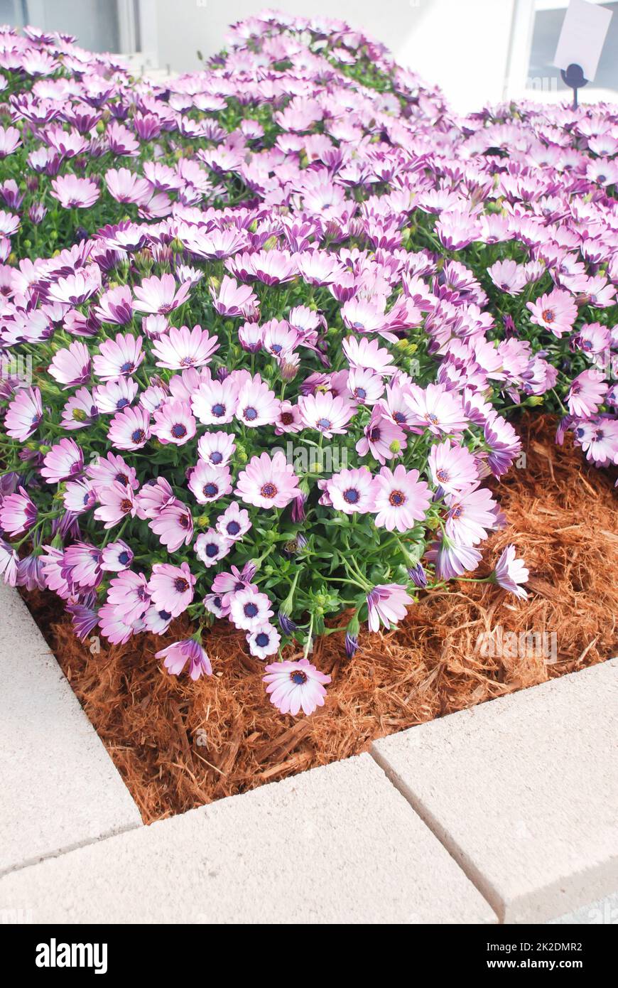 Hellviolette osteospermum- oder Dimorphotheca-Blumen, violette Blumen Stockfoto