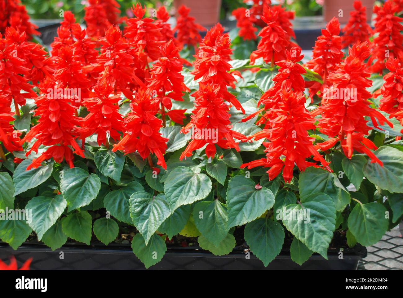 Rote Salvia Splendens, rote Blumenpflanzen in der schwarzen Schale Stockfoto