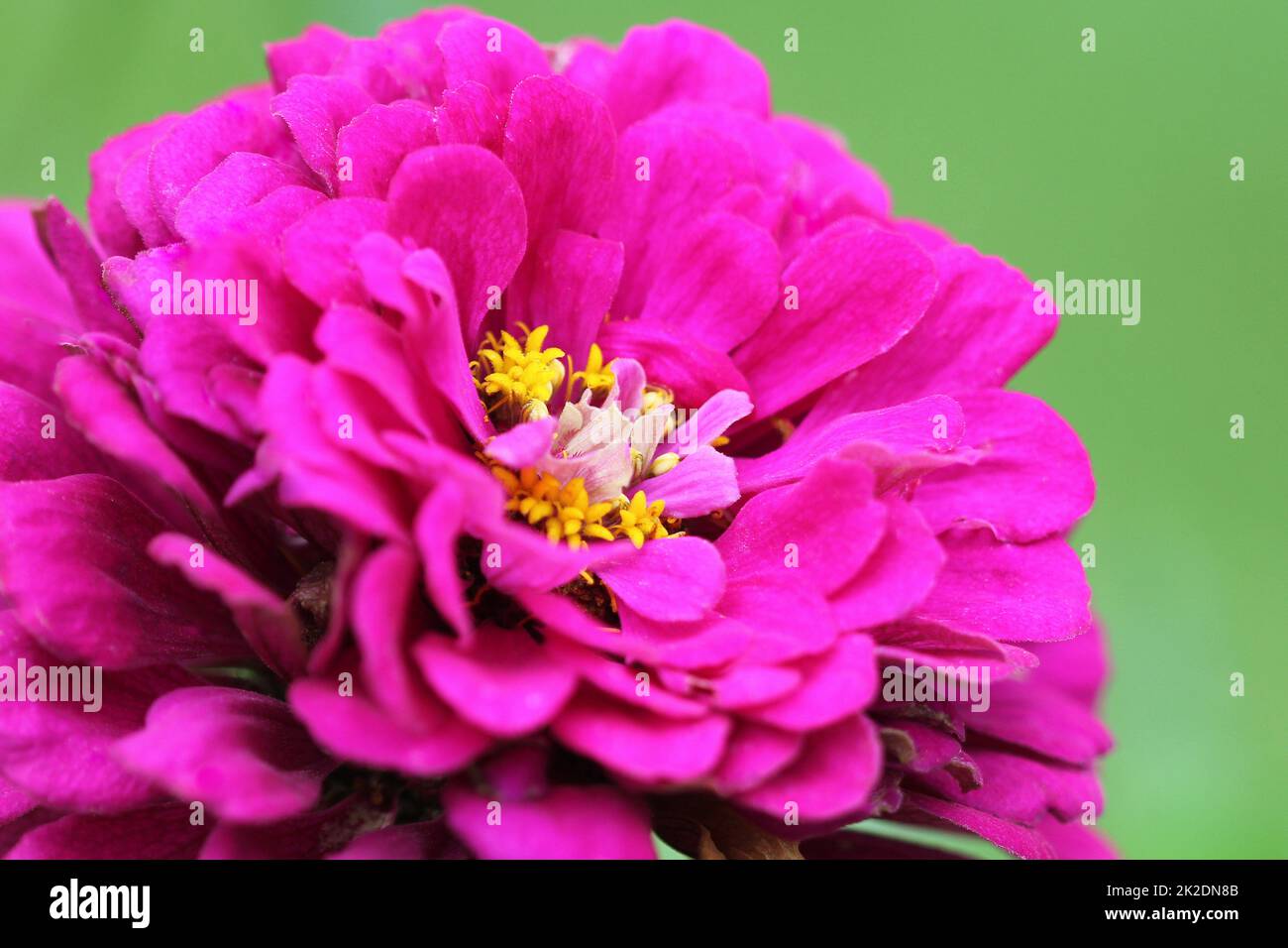 Schöne Zinnia elegans oder Jugend- und alters- oder gemeinsamen Zinnia oder Elegante zinnia Blume im Garten Stockfoto