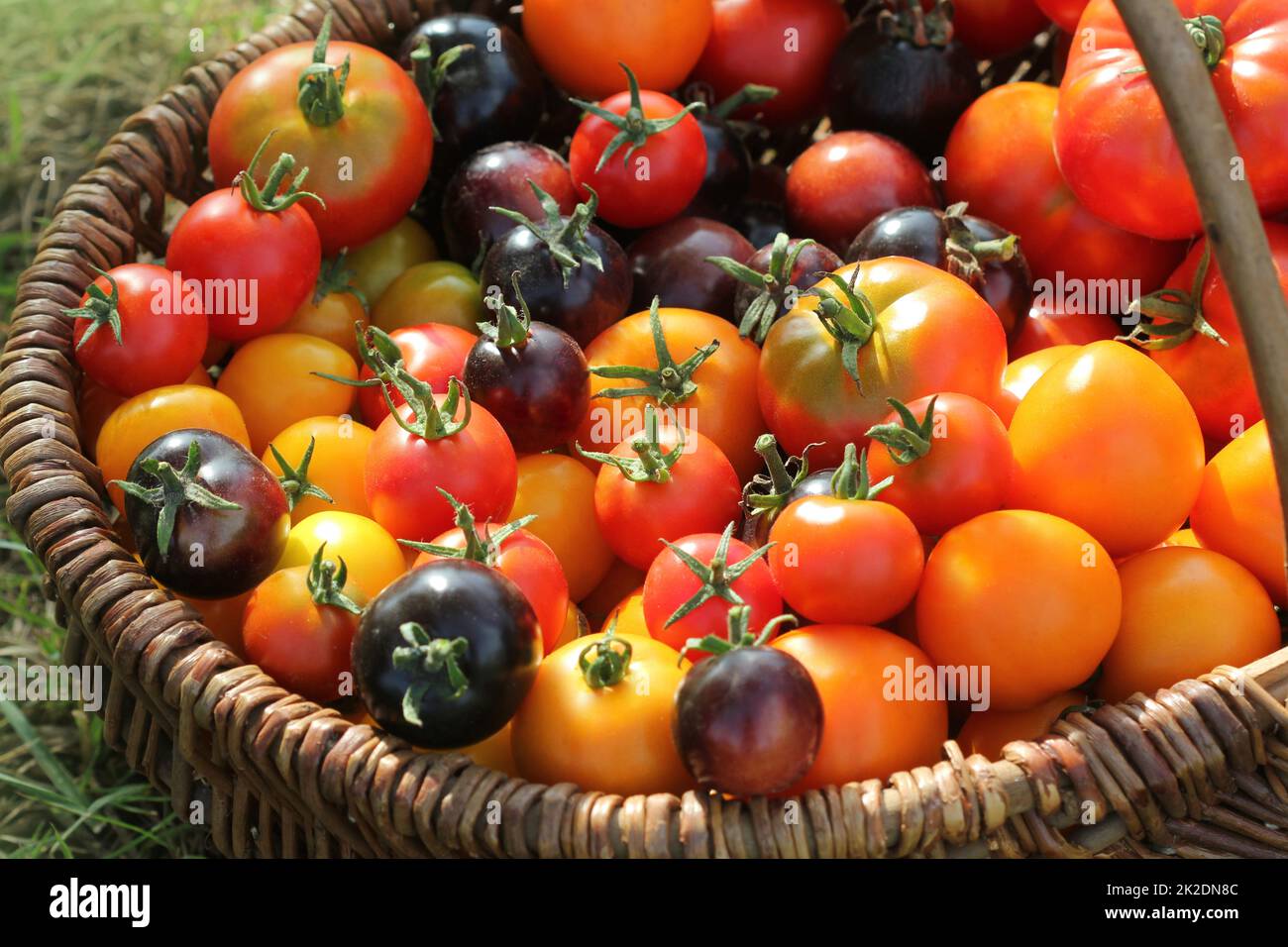 Erbsorten-Tomaten in Körben auf einem rustikalen Tisch. Bunte Tomaten - rot, gelb, schwarz, orange. Gemüseküche-Konzeption Stockfoto