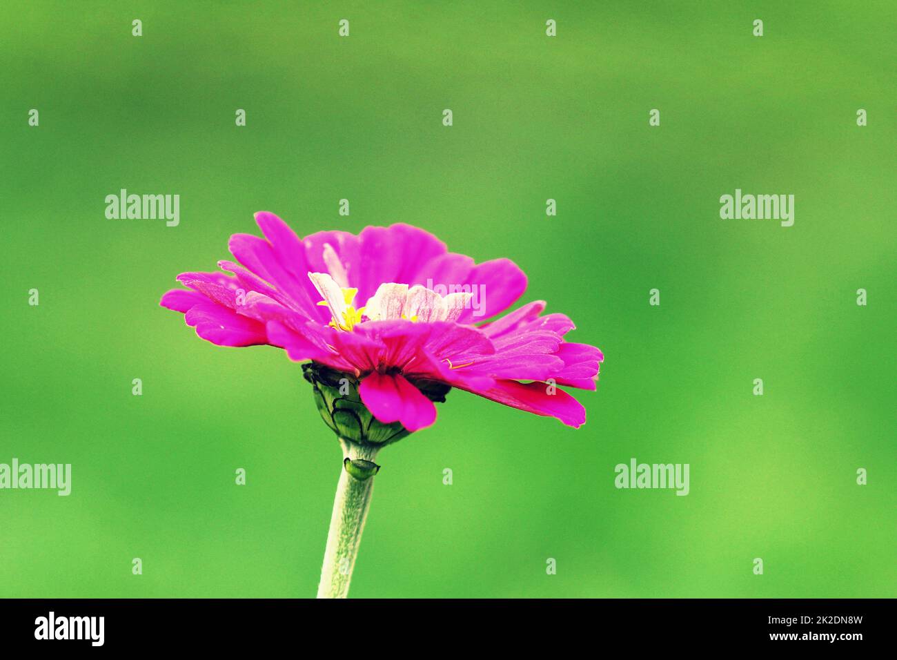 Schöne Zinnia elegans oder Jugend- und alters- oder gemeinsamen Zinnia oder Elegante zinnia Blume im Garten Stockfoto