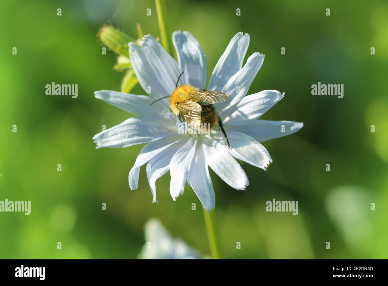 Chicorée Blume bloosom, eine Biene pollinates eine Blume der Zichorie Stockfoto