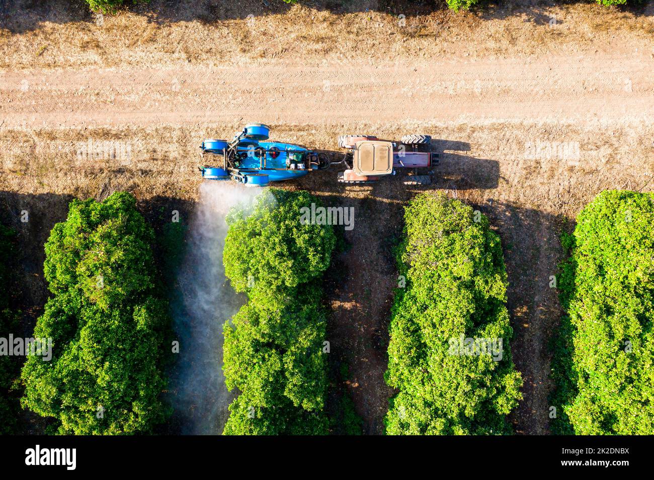 Traktor sprüht Insektizid oder Fungizid auf Orangenbäume. Ansicht von oben Stockfoto