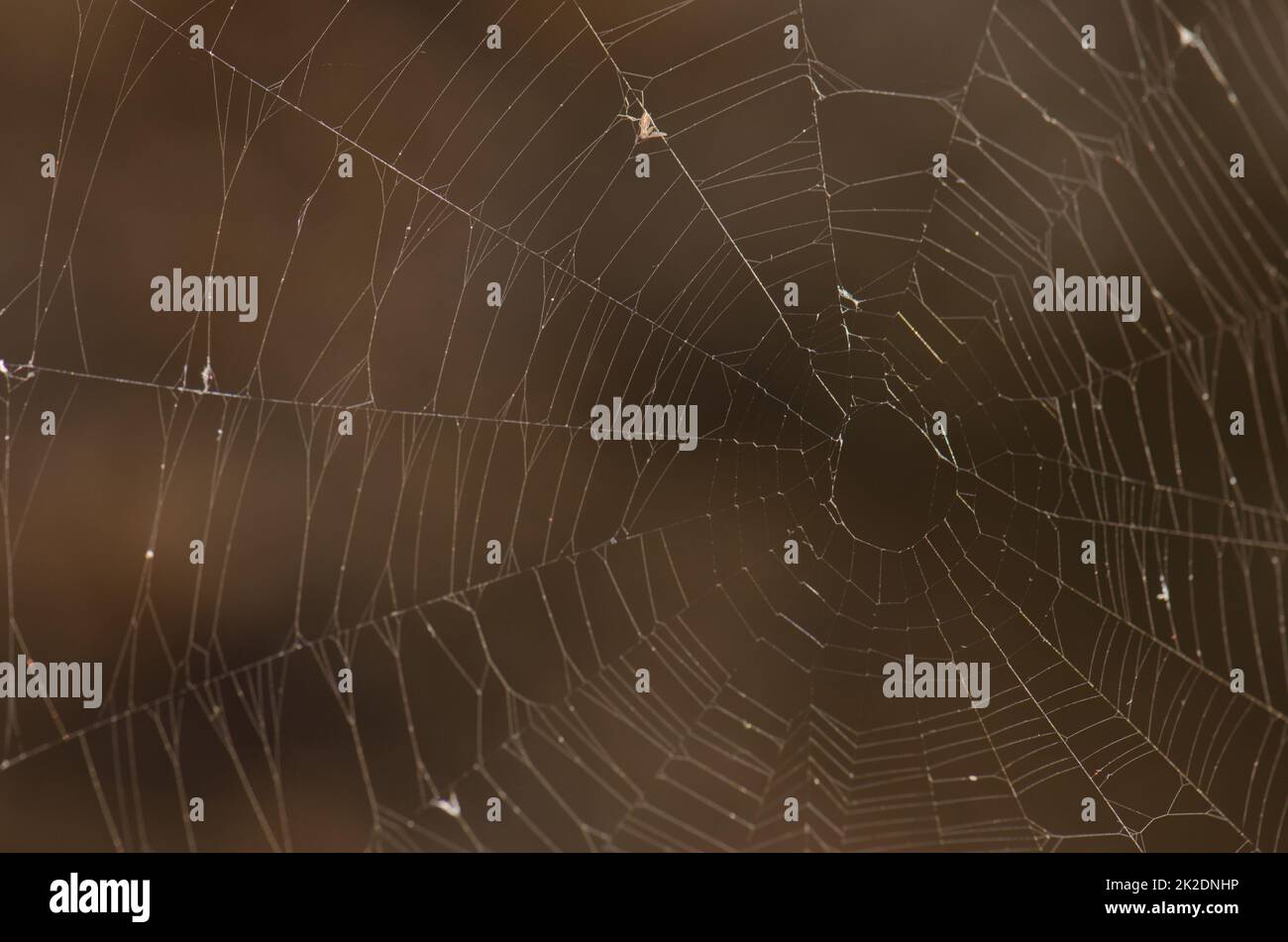 Spider Web im Nublo Rural Park. Stockfoto