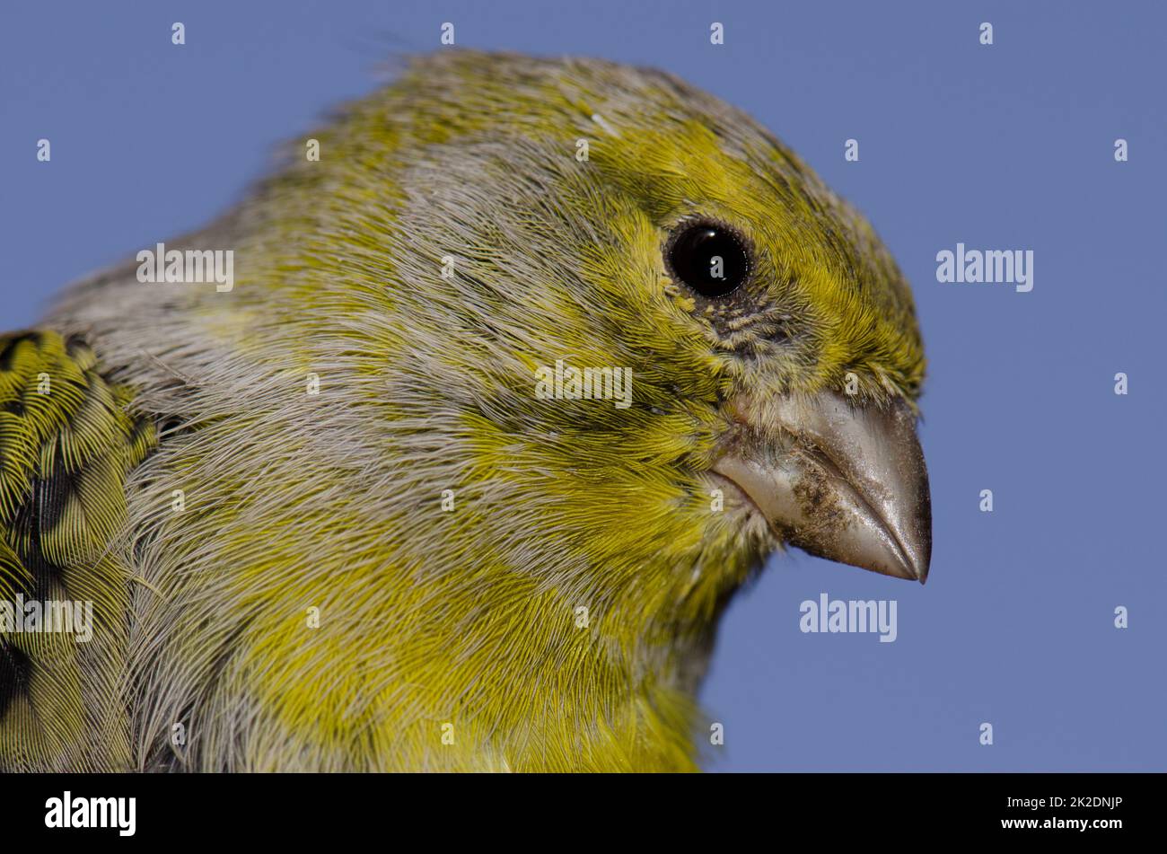 Atlantischer kanarienvogel Serinus canaria. Stockfoto