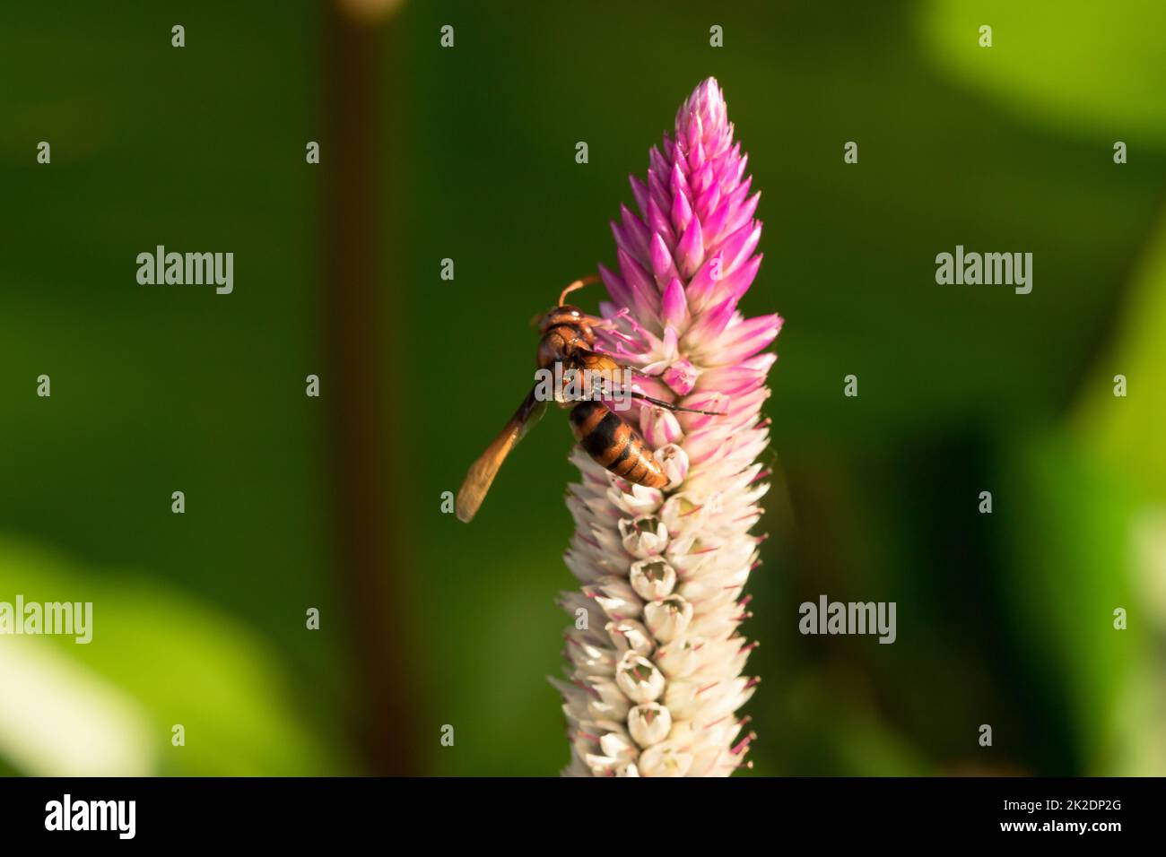 Hymenoptera ist auf einer violetten Blume. Hornissen sind Insekten wie Bienen. Stockfoto