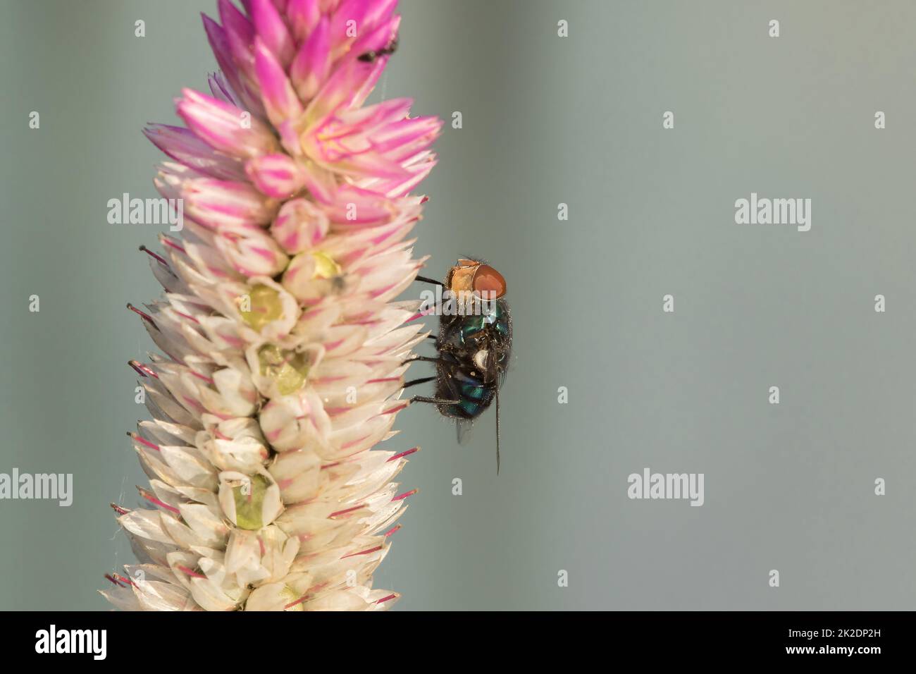 Blow Fly ist auf einer lila Blume. Wir können es leicht am Tag sehen. Stockfoto