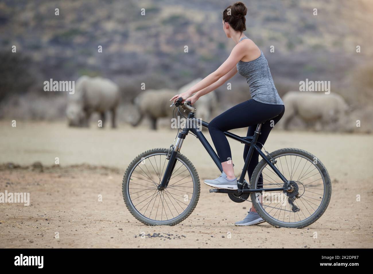 Ungezähmtes Afrika genießen. Aufnahme einer jungen Frau auf einem Fahrrad, die eine Gruppe Nashörner im Veld ansieht. Stockfoto