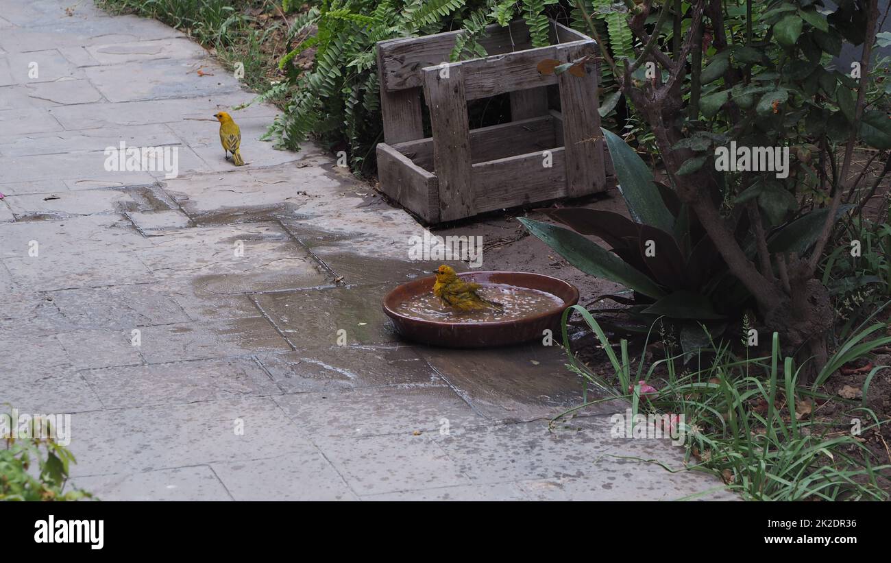 Kleine Vögel unter der Dusche Stockfoto