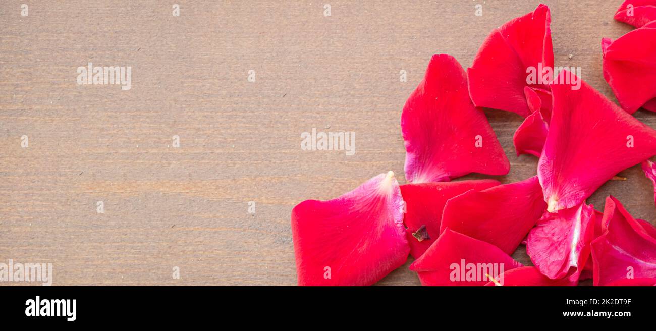Banner mit roten Rosenblättern auf braunem Hintergrund mit unscharf abgebontem Kopierbereich Stockfoto