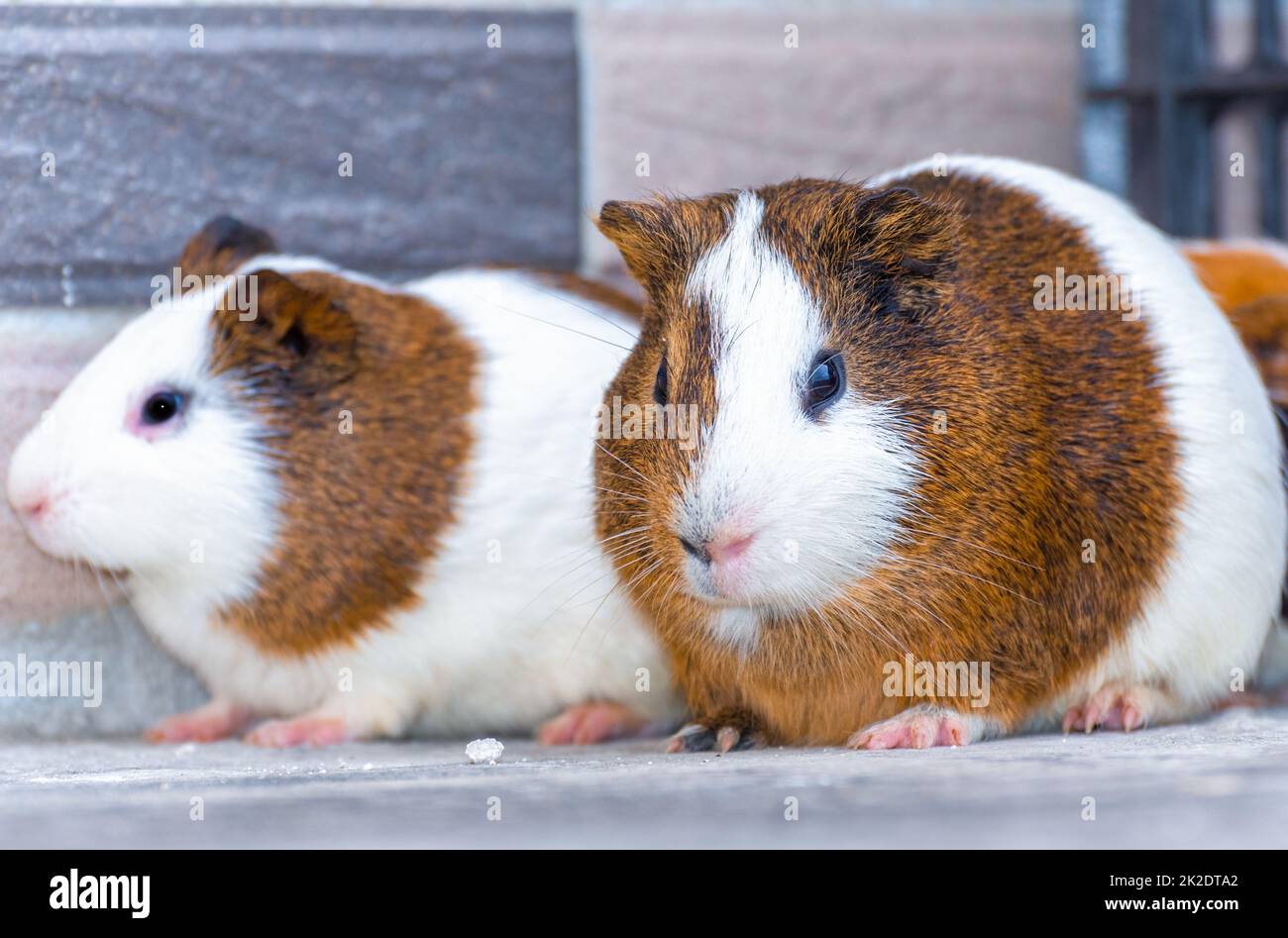 Drei Meerschweinchen, die in einer Ecke ruhen Stockfoto