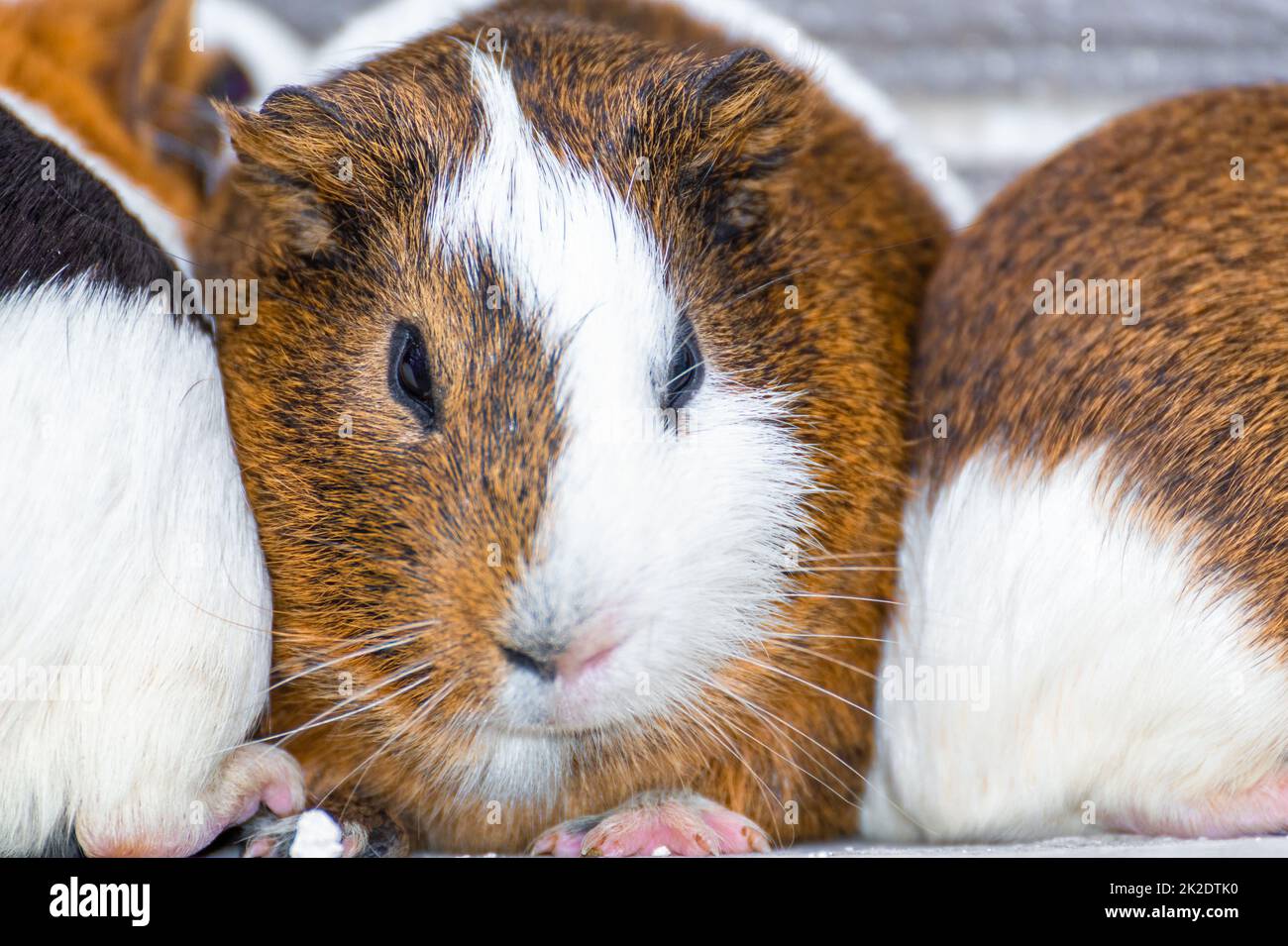 Drei Meerschweinchen, die in einer Ecke ruhen Stockfoto