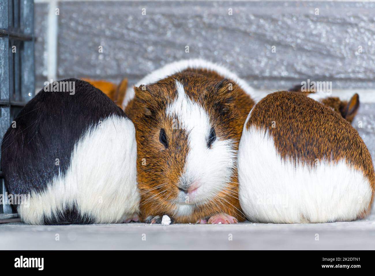 Drei Meerschweinchen, die in einer Ecke ruhen Stockfoto