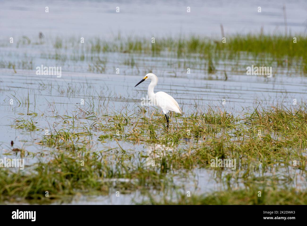 Verschneite Reiher (Egretta thula) beaufsichtigen Marsh am Tiana Beach, Hampton Bays, New York Stockfoto