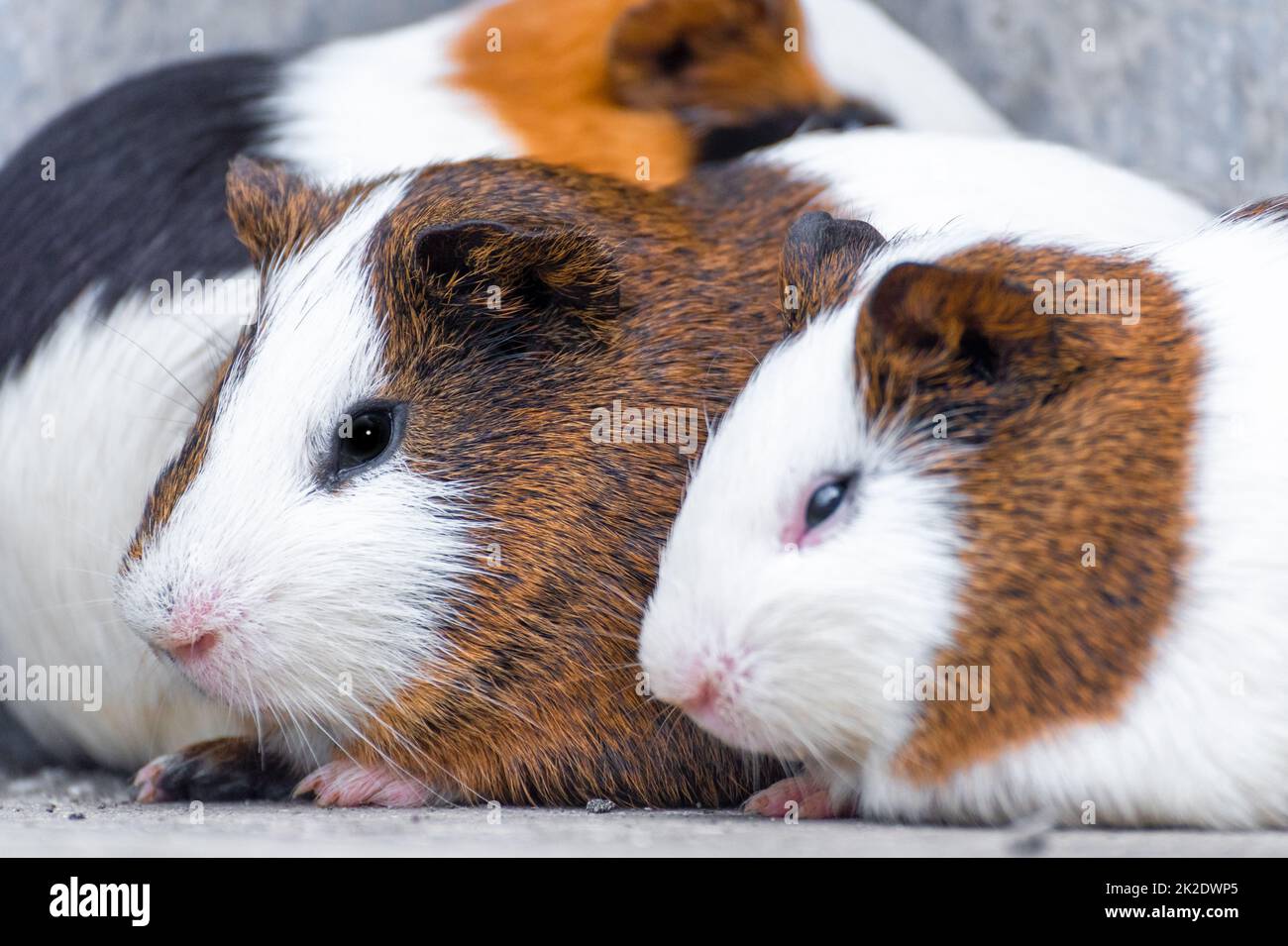 Drei Meerschweinchen, die in einer Ecke ruhen Stockfoto