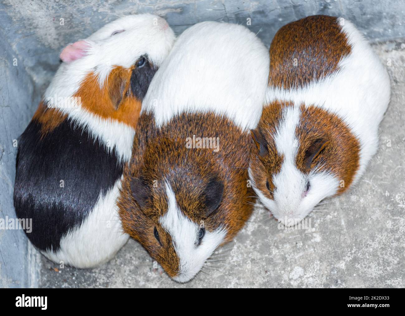 Drei Meerschweinchen, die in einer Ecke ruhen Stockfoto