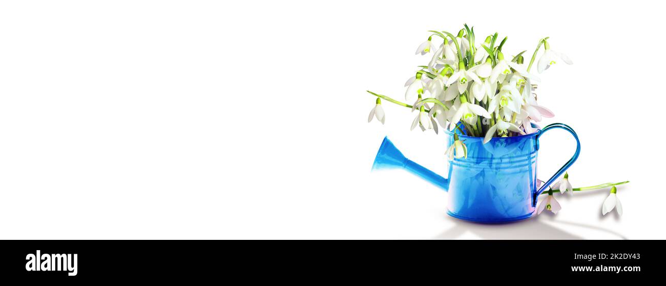 Buntes Schneeglößchen-Bouquet in einer Gießkannen. Konzept von Frühling und Gartenarbeit. Stockfoto