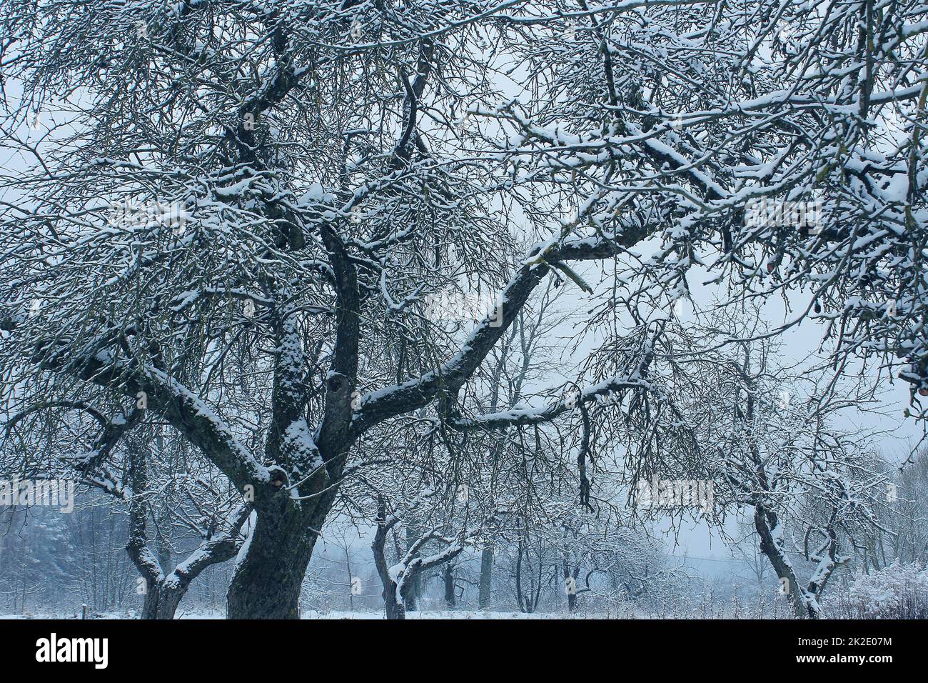 Mistische Landschaft mit frostigen Bäumen. Ein Traum-Konzept. Wunderschöne Winterlandschaft Stockfoto