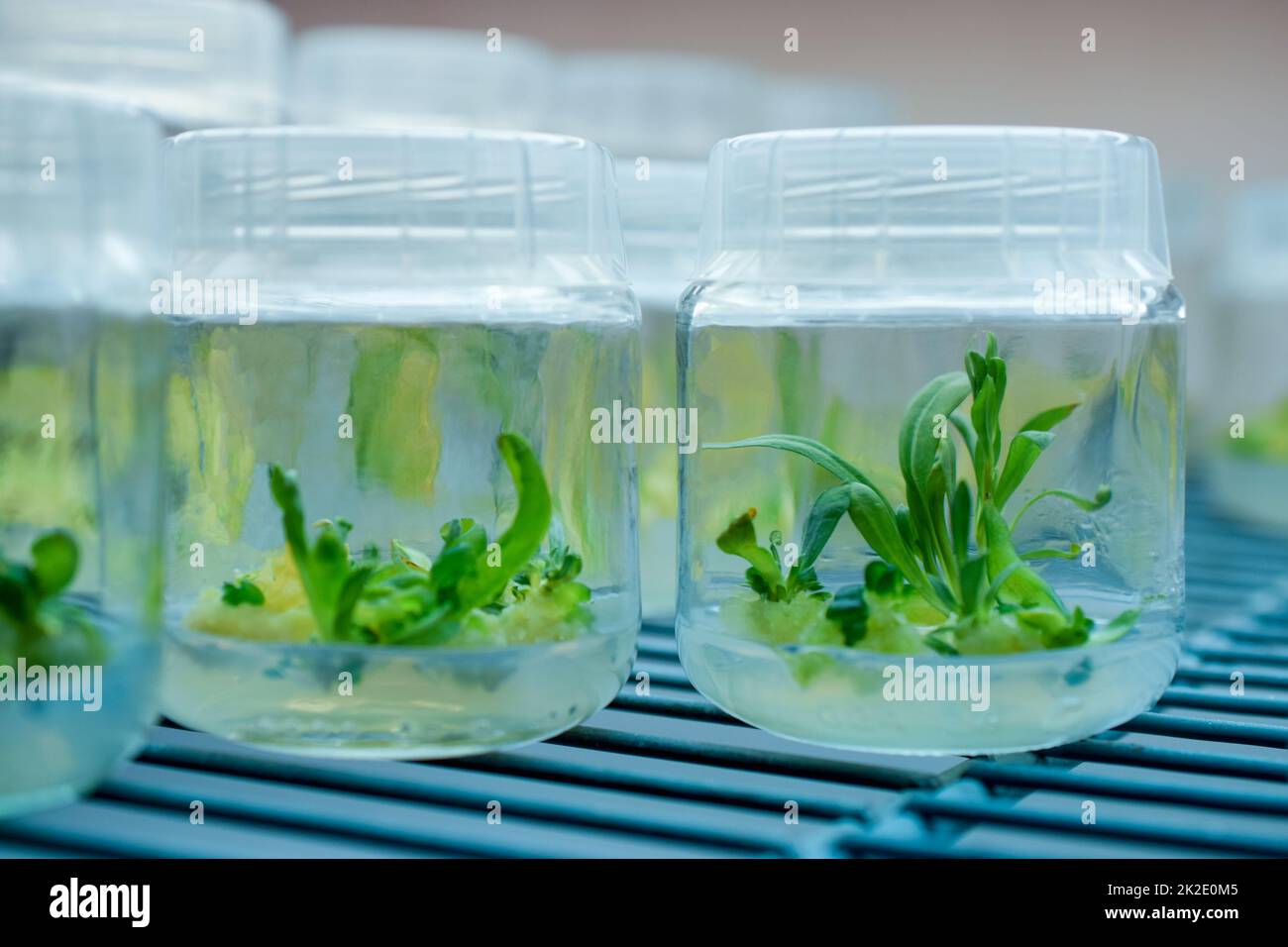 Biologiewissenschaft für die Pflanzenregeneration Stockfoto