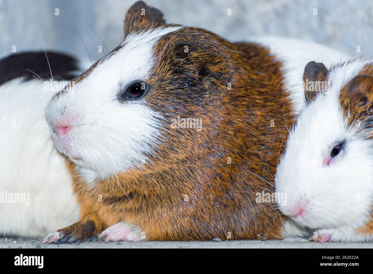 Drei Meerschweinchen, die in einer Ecke ruhen Stockfoto