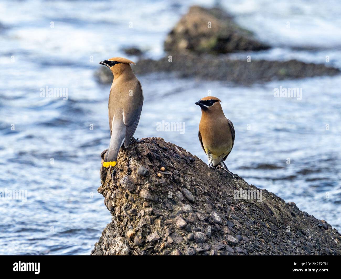 Zedernwachsflügel, Bombycilla cedrorum, ruhen auf einem Betonblock im Buffalo River, während sie Insekten im Westen von Wisconsin fangen. Stockfoto