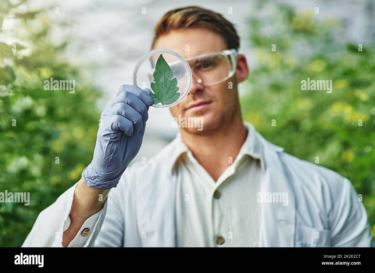 Ich könnte eine neue Pflanzenart entdeckt haben. Aufnahme eines hübschen jungen Wissenschaftlers, der eine Pflanzenprobe im Freien untersucht. Stockfoto