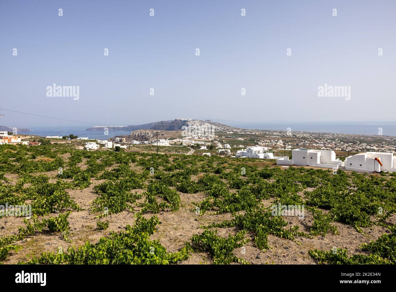Assyrtiko - einheimische Weintrauben auf der Insel Santorin Stockfoto