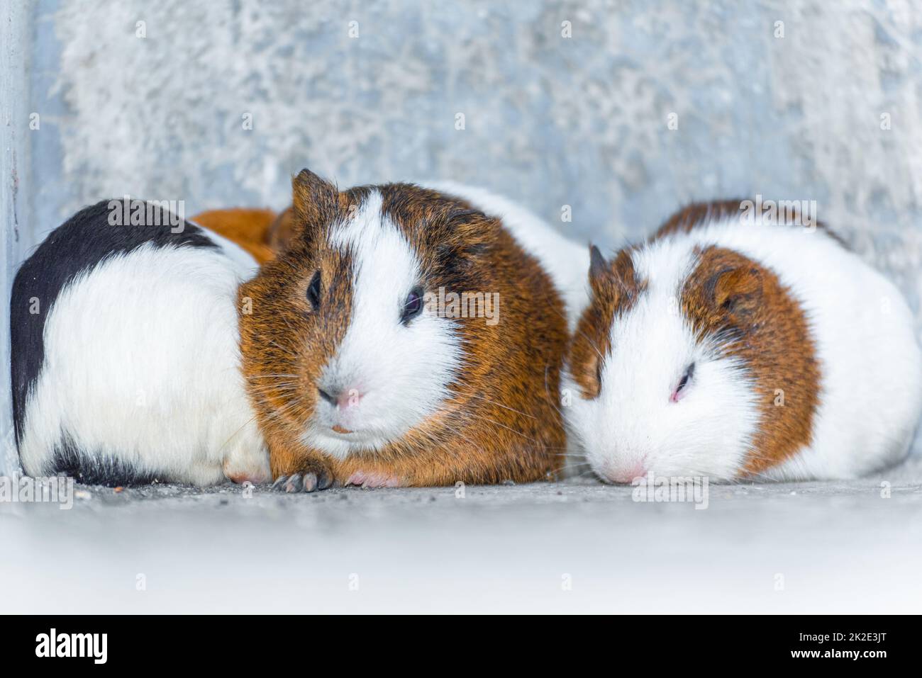 Drei Meerschweinchen, die in einer Ecke ruhen Stockfoto