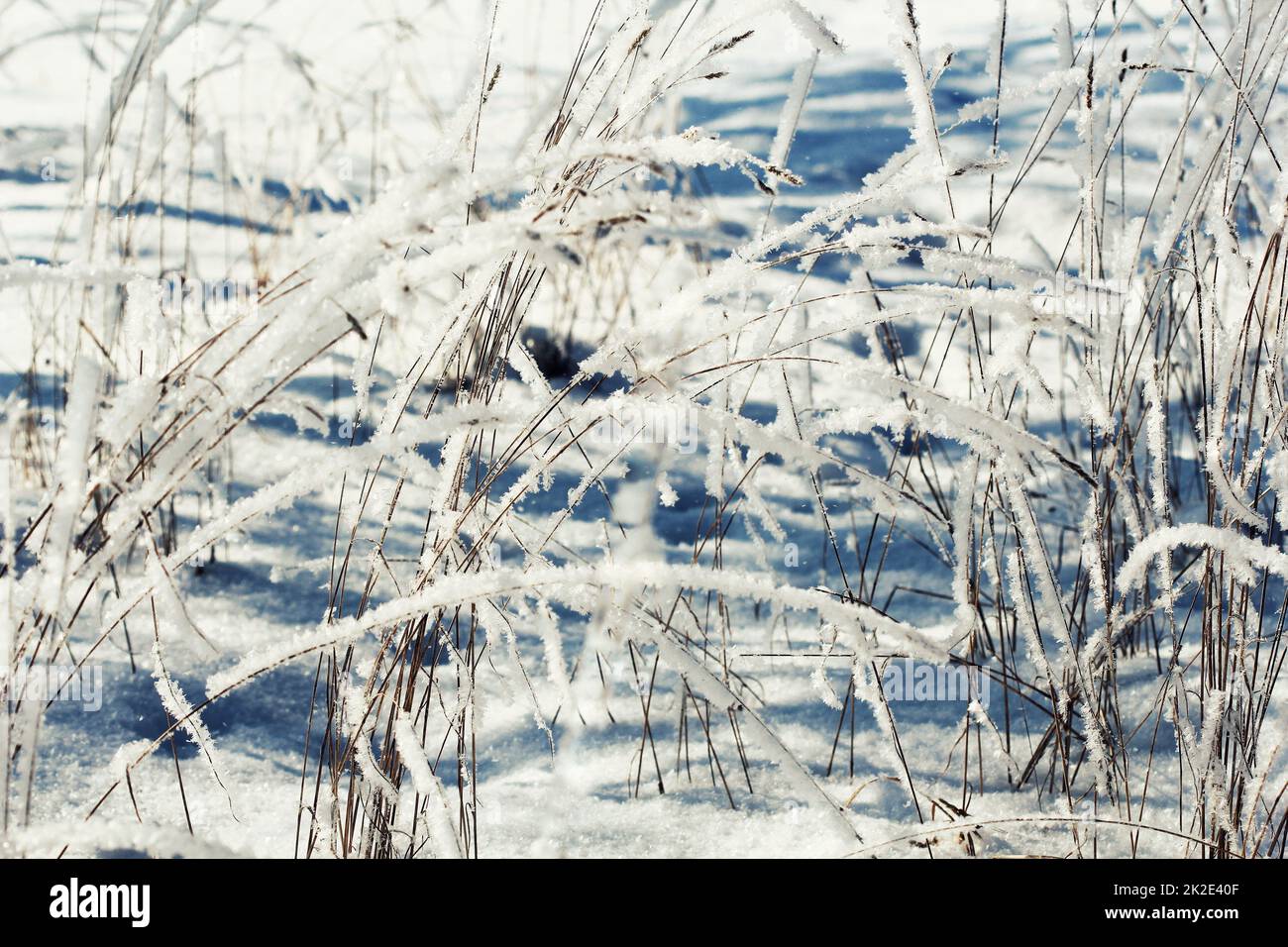 Winter Hintergrund, morgen Frost auf dem Rasen Stockfoto