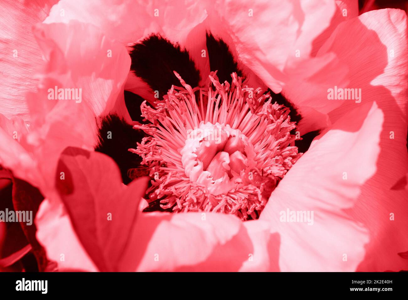 Schöner frühling muster Hintergrund mit rosa Blume. Nahaufnahme von Pfingstrose Stockfoto