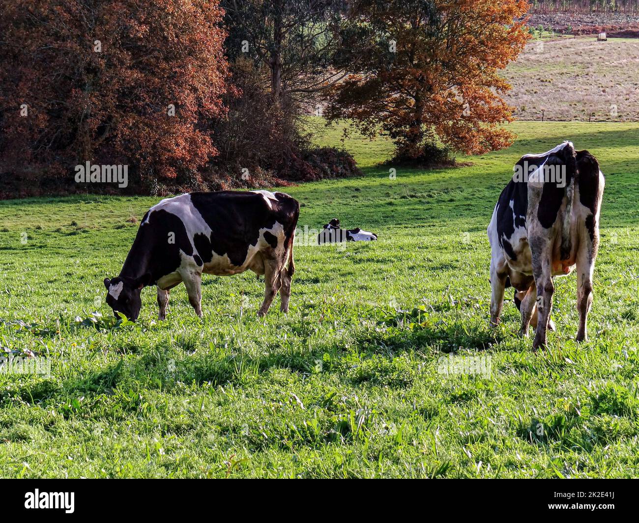 Kühe in Santa Marina Stockfoto