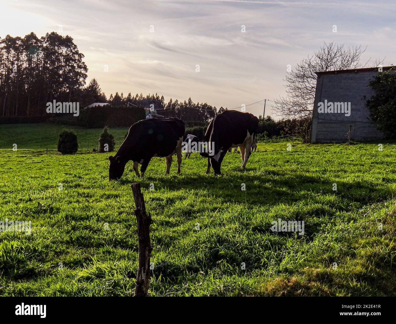 Kühe in Santa Marina Stockfoto