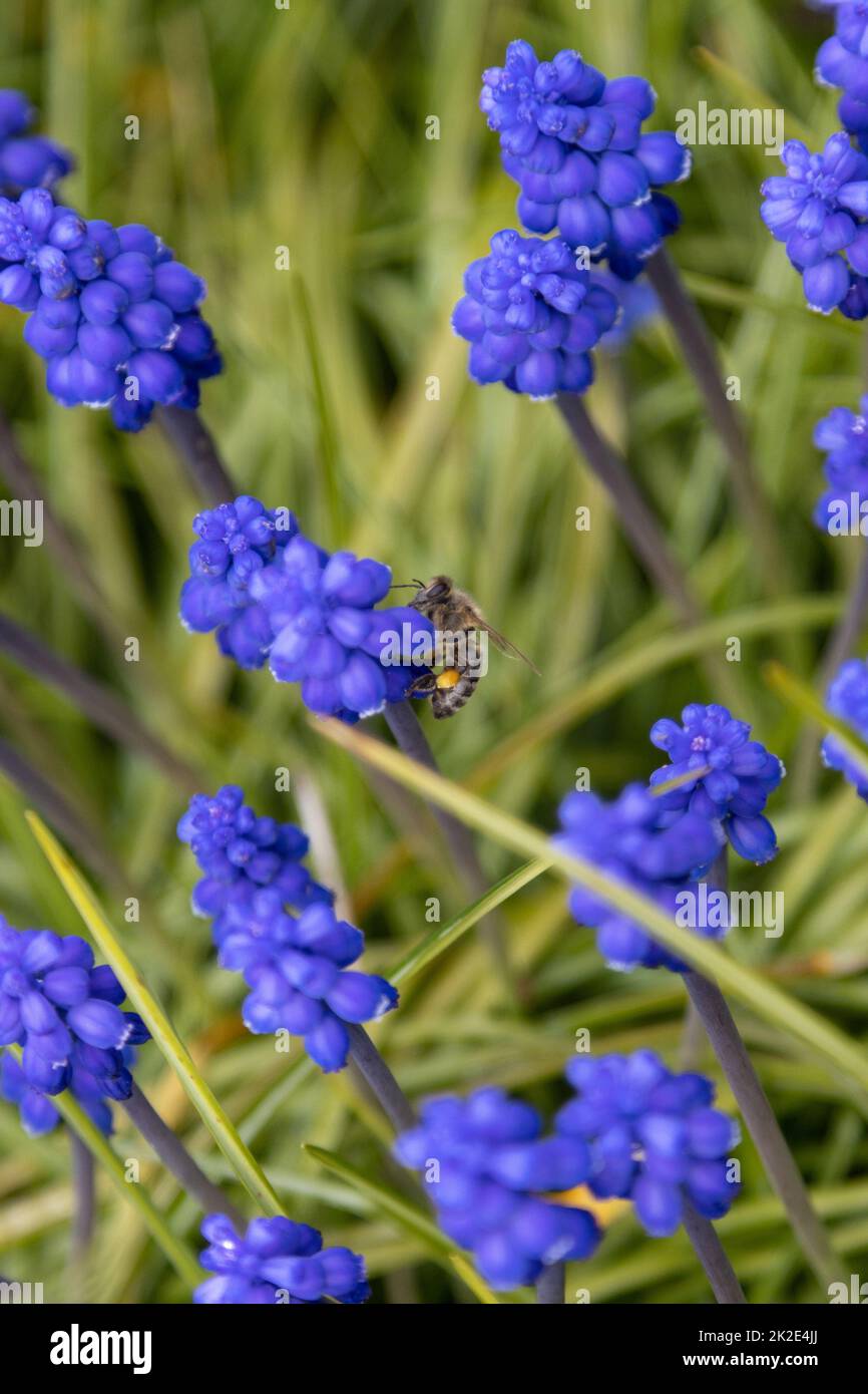 Garten hyazinthen Fotos und Bildmaterial in hoher Auflösung Alamy