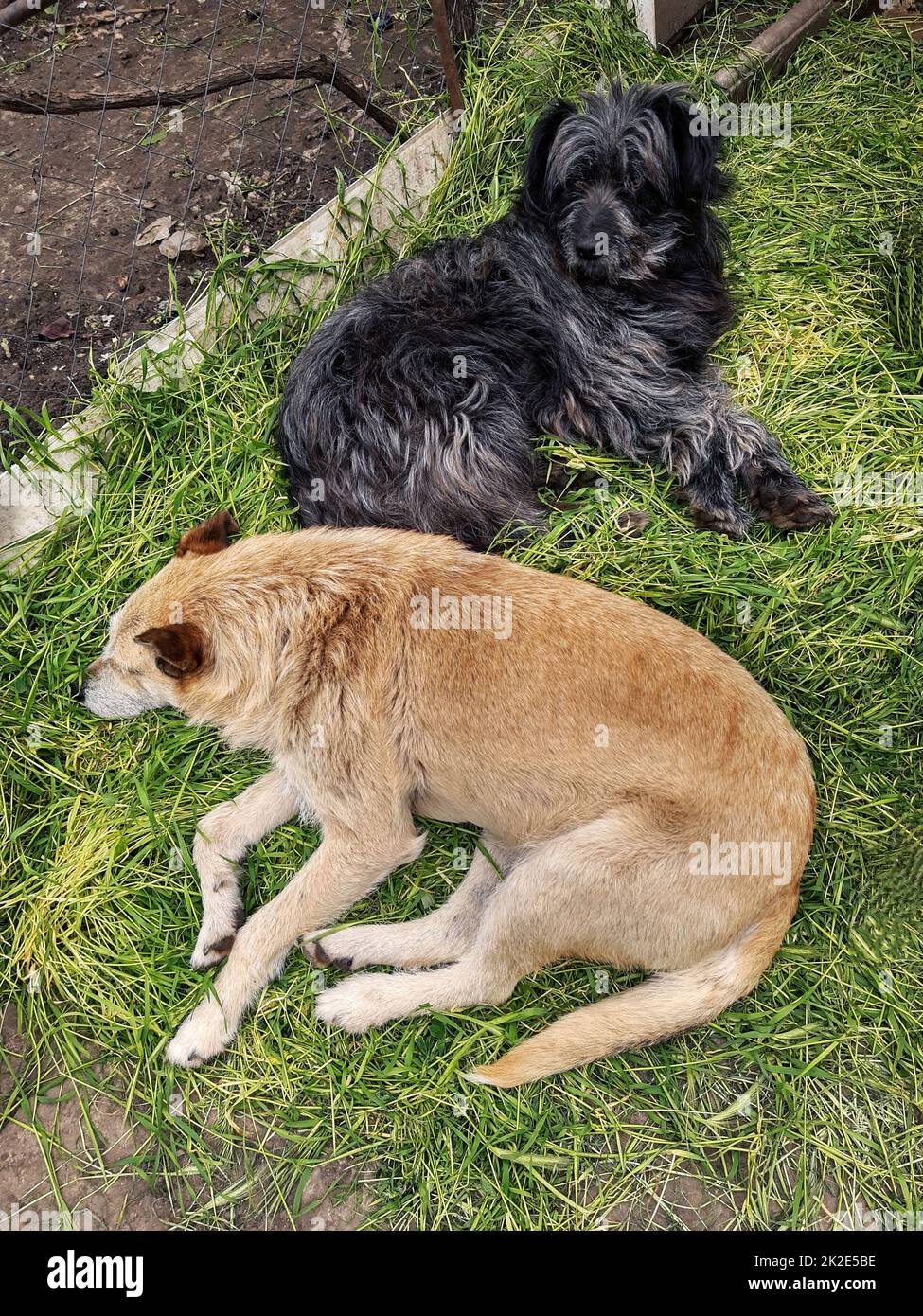 Hunde liegen auf dem grünen Gras Stockfoto