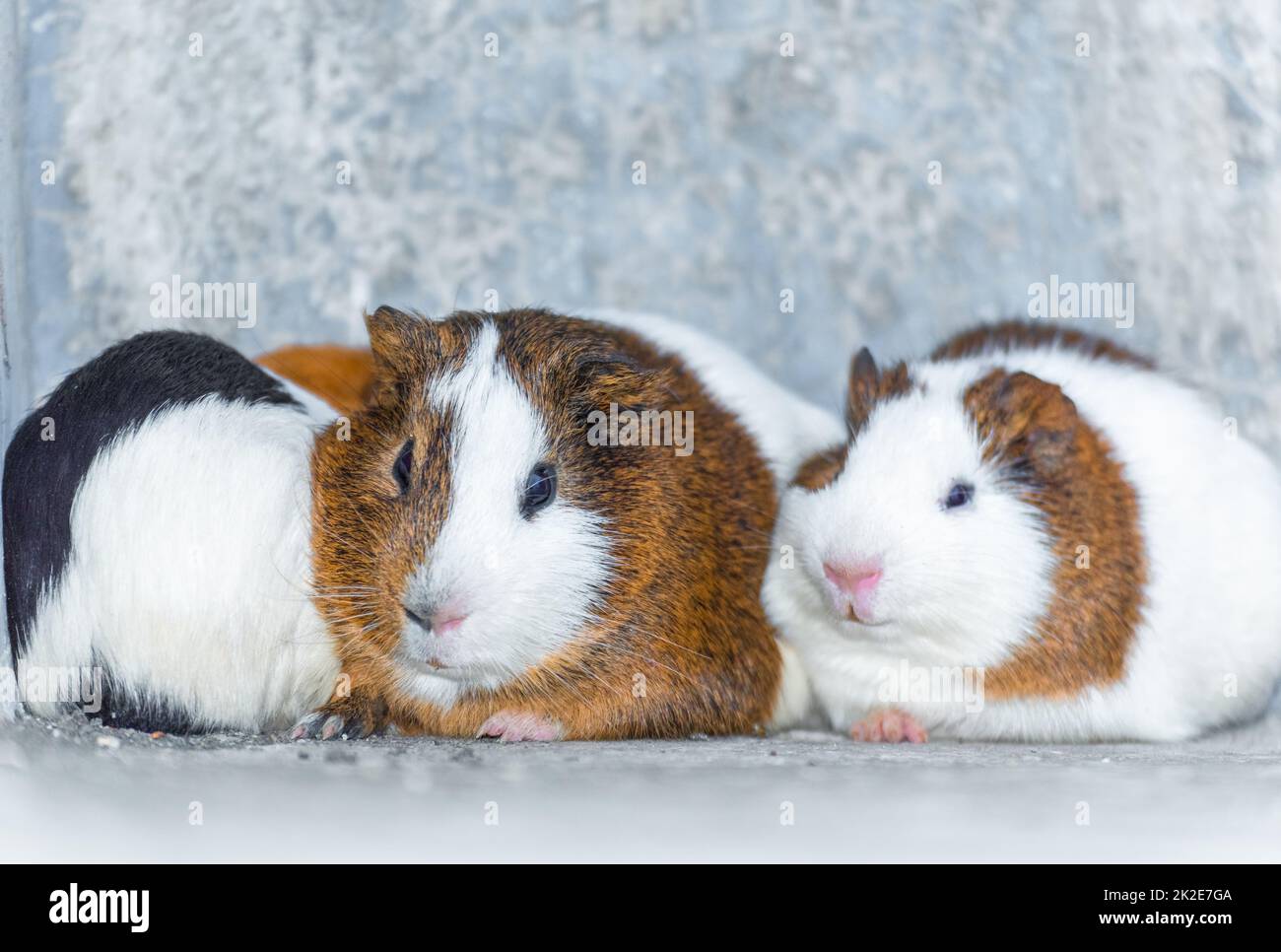 Drei Meerschweinchen, die in einer Ecke ruhen Stockfoto