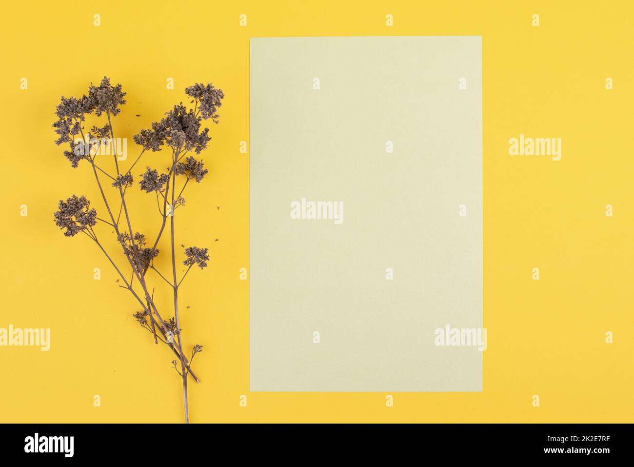 Grünes Blatt Papier auf gelblichem Hintergrund, trockene Wildblume, geblümter strukturierter Hintergrund, Platz für Text Stockfoto