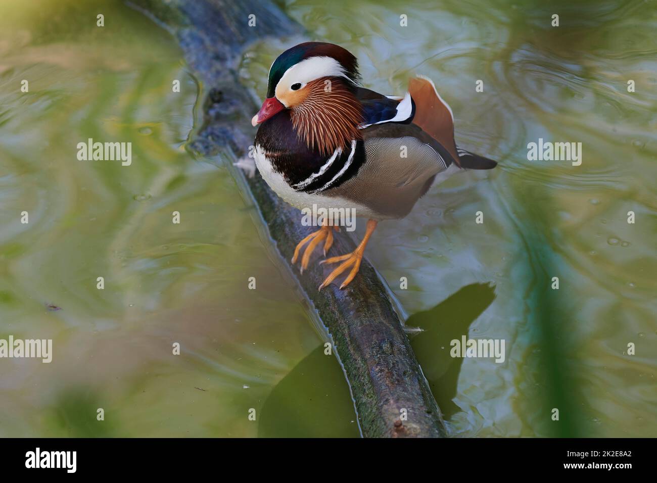 Ente mit offenen Flügeln auf einem Teich. Ente fliegt über einen Teich. Ente mit offenen Flügeln. Wilde Ente. Wilde Fauna Stockfoto