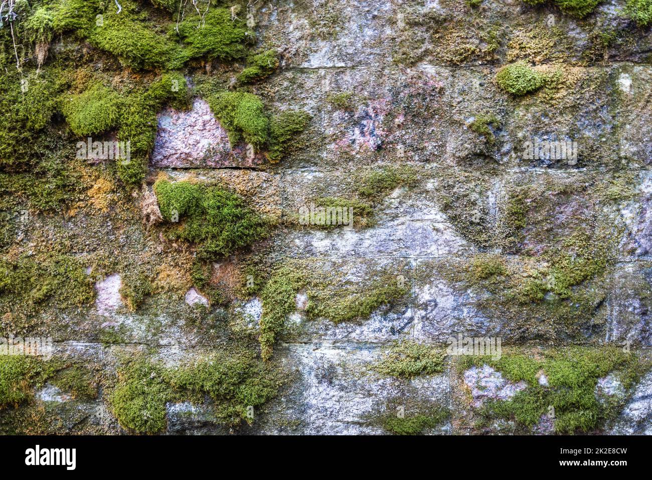 Alte Wand eines rechteckigen Steinblocks, der mit grünem Moos und Flechten bedeckt ist Stockfoto